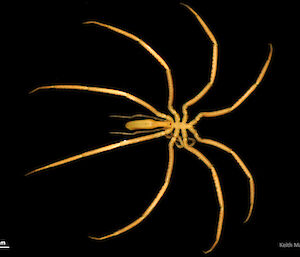This giant sea spider or pycnogonid is about 30cm in size.