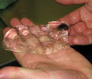 Hands holding a jelly-like salp