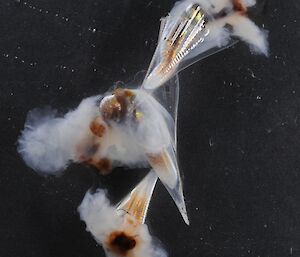 Three pteropods of the species Clio pyramidata antarctica