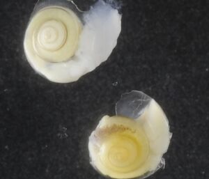 Two snail-like pteropods of the genus Limacina helicina Antarctica