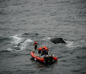 The satellite tagging team, in an inflatable rubber boat, approaches a humpback whale in the Southern Ocean.