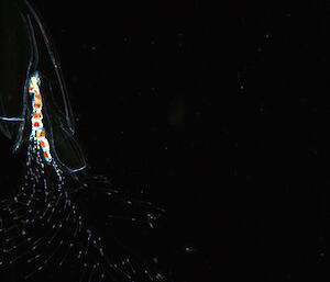 This photograph of the siphonophore Diphyes Antarctica, taken by the AVPR, shows it deploying its tentacles to catch its prey at 156m depth just over the continental shelf.