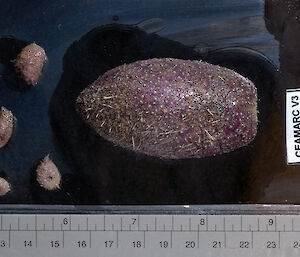 Pourtalesia aurorae, an extremely rare and deep sea urchin.