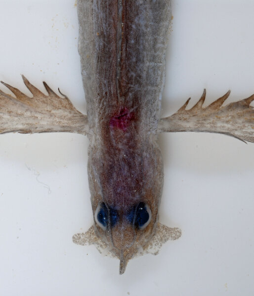 A new zoarcid deep-sea species, Barbapellis pterygalces, characterised by the presence of many skin folds and crests situated on the head.