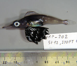 A juvenile icefish, with a sizing ruler