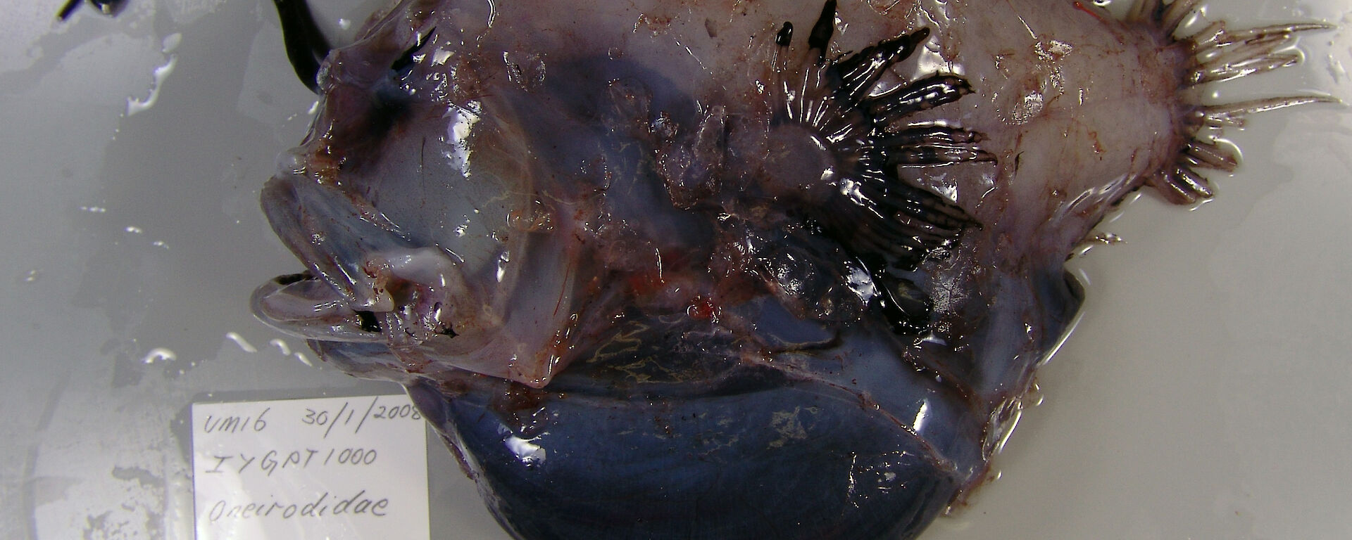 A deep sea angler fish in the family Oneirodidae, with a sizing ruler