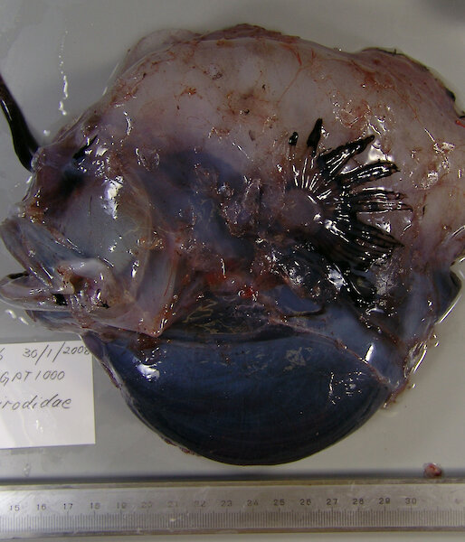 A deep sea angler fish in the family Oneirodidae, with a sizing ruler