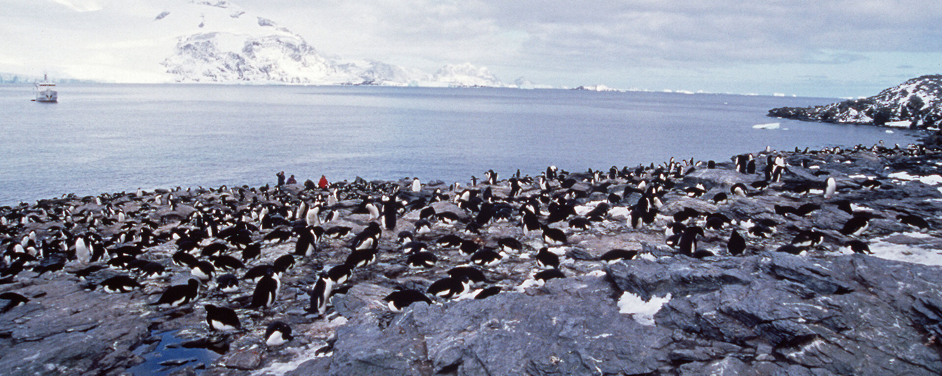 Adelie penguins nesting at South Orkney Islands.