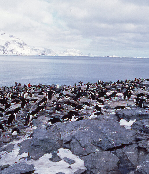 Adelie penguins nesting at South Orkney Islands.