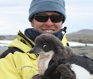 Scientist with an Adélie penguin chick, which has a tracker attached to its back