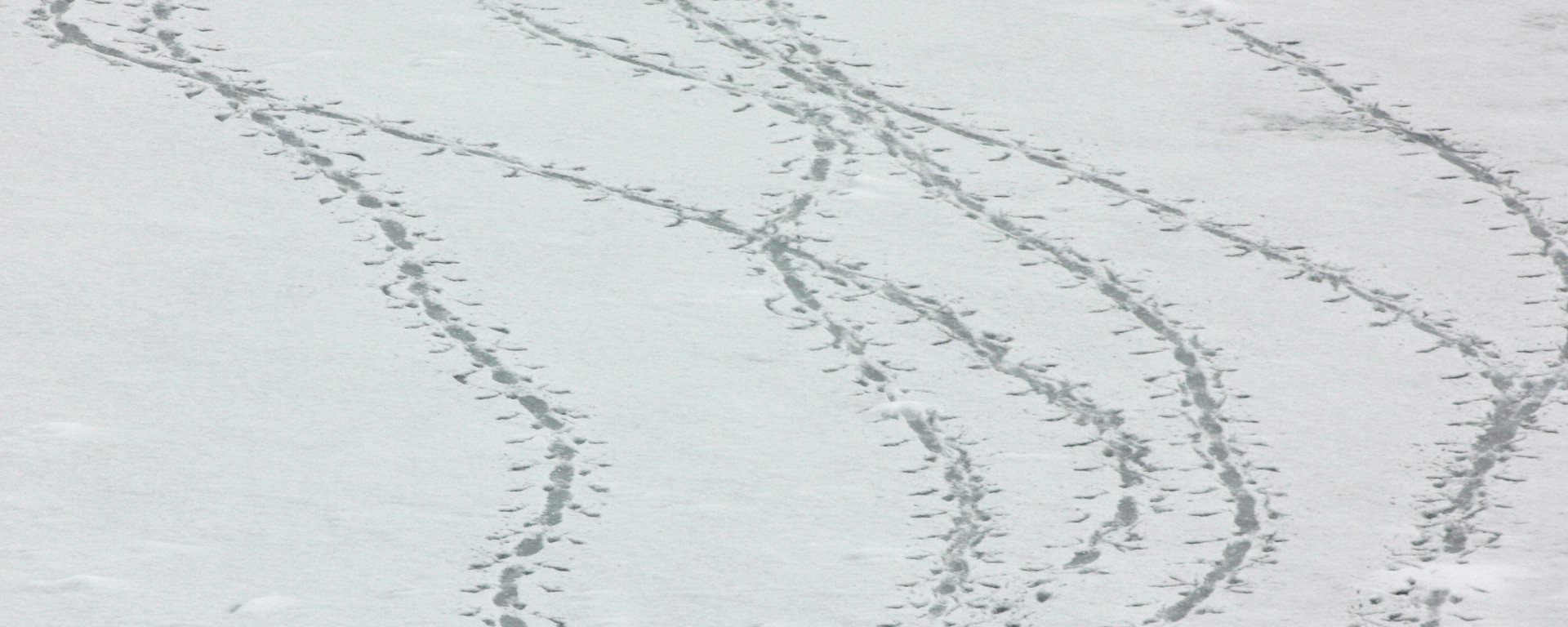 Six Adélie penguins make their way across the sea ice, leaving a trail of tracks in their wake