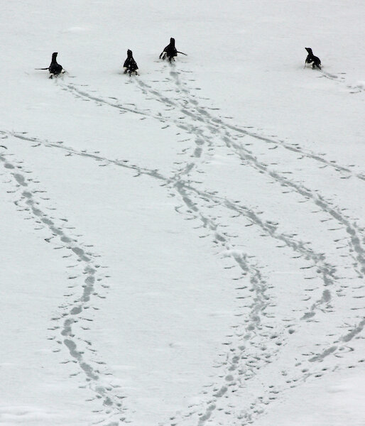 Six Adélie penguins make their way across the sea ice, leaving a trail of tracks in their wake