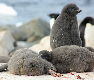 A group of Adélie penguin chicks