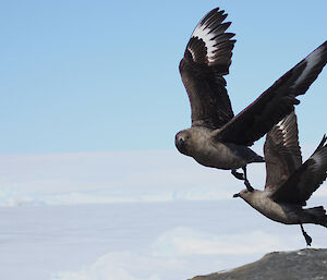 A pair of skuas flying by