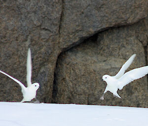 A pair of snow petrels ‘dancing'
