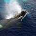 An orca surfaces near the Aurora Australis.