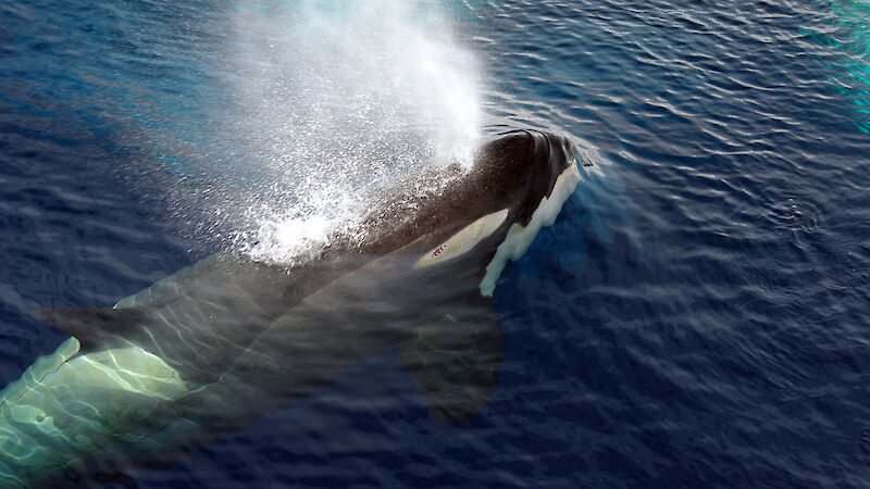An orca surfaces near the Aurora Australis.