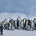 Group of penguins with chicks, at Auster Rookery