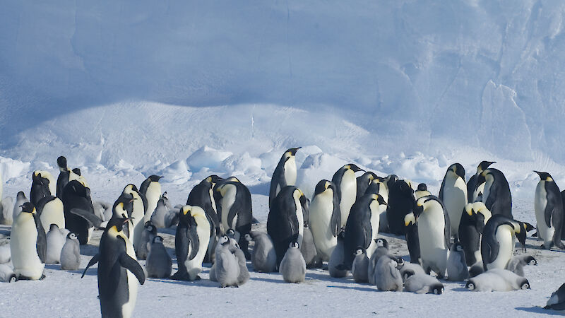 Group of penguins with chicks, at Auster Rookery