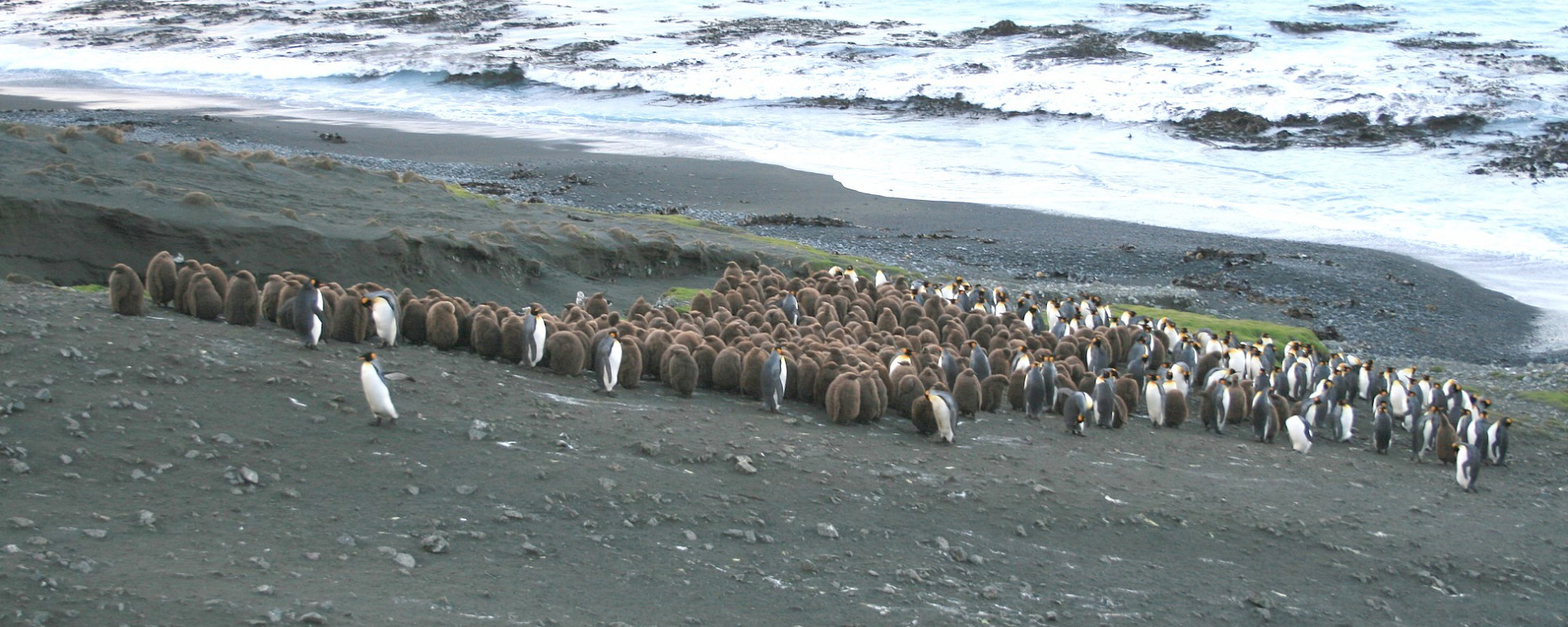 Group of king penguins on the beach