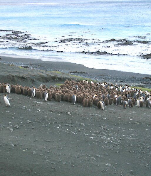 Group of king penguins on the beach