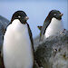 Adélie penguins nesting in an ice-free area on the Antarctic coast