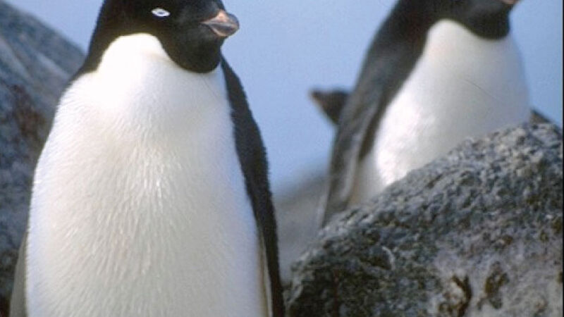 Adélie penguins nesting in an ice-free area on the Antarctic coast