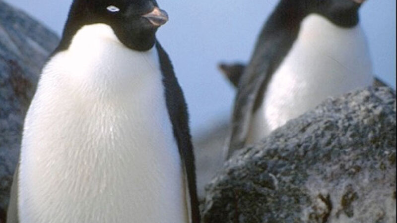 Penguins originated in Australia and New Zealand -- not the Antarctic, new  study finds