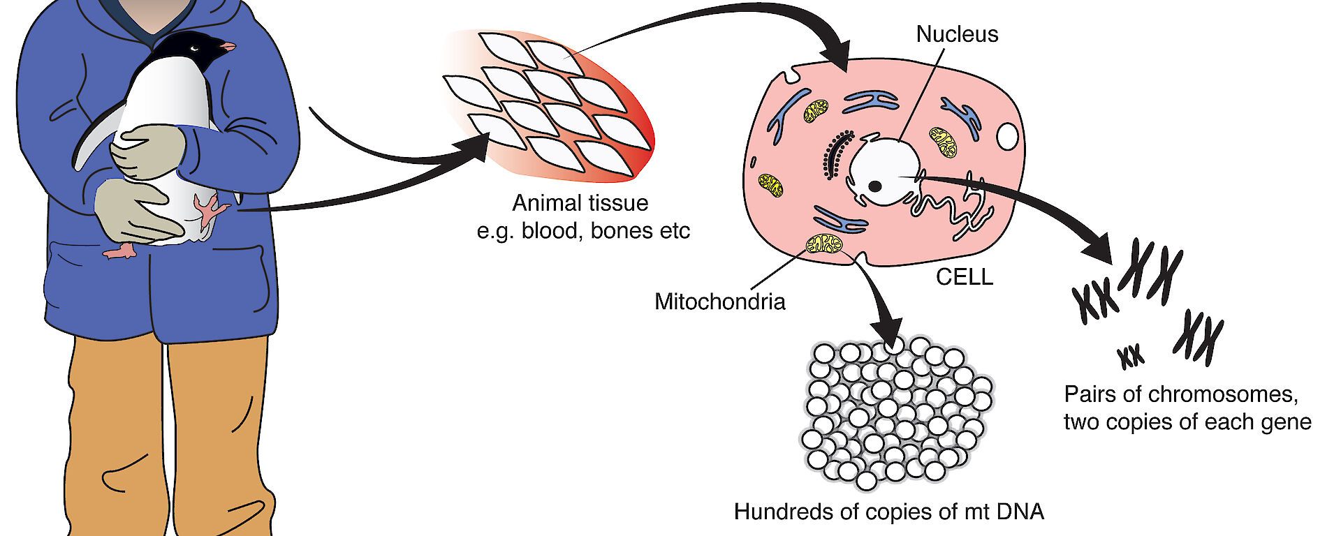 Graphic showing DNA found in the chromosomes of the nucleus and a smaller genome in the mitochondria.