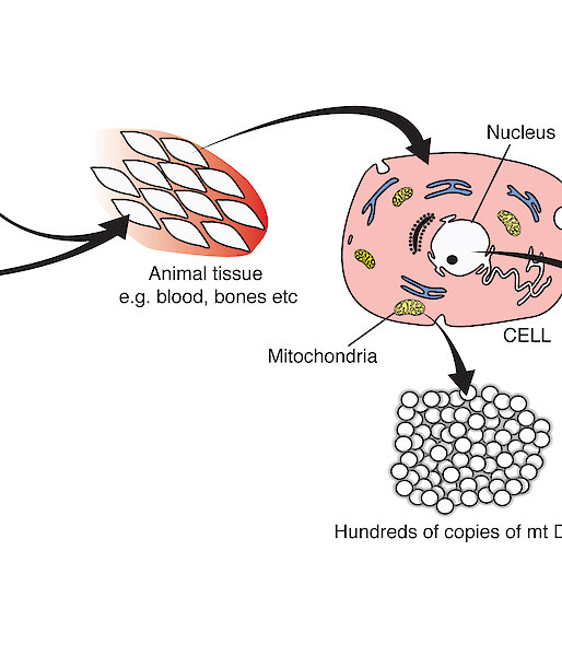 Graphic showing DNA found in the chromosomes of the nucleus and a smaller genome in the mitochondria.