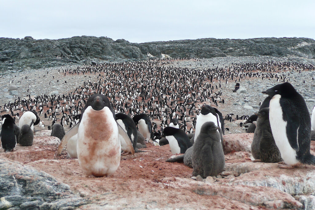 Adelie penguin population dynamics: 18 years in a colony  
