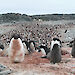 An Adélie penguin colony stained pink from eating krill