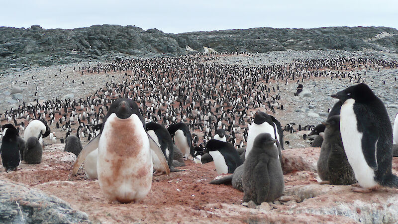 An Adélie penguin colony stained pink from eating krill