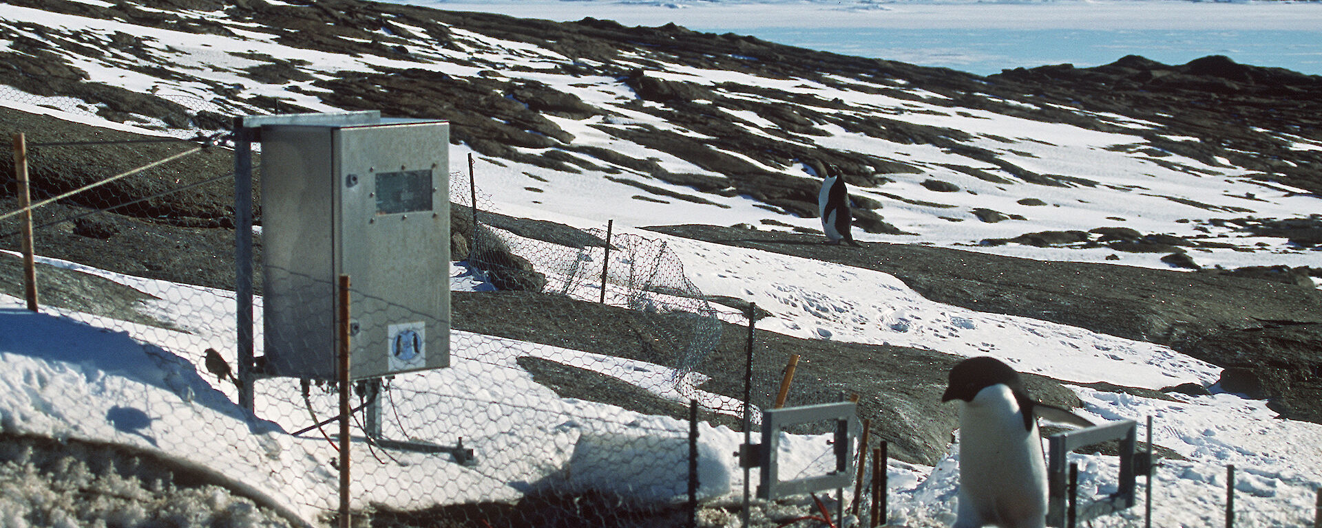 An Adelie penguin crossing an automated monitoring system. Penguin identity, weight and direction are recorded for later downloading.