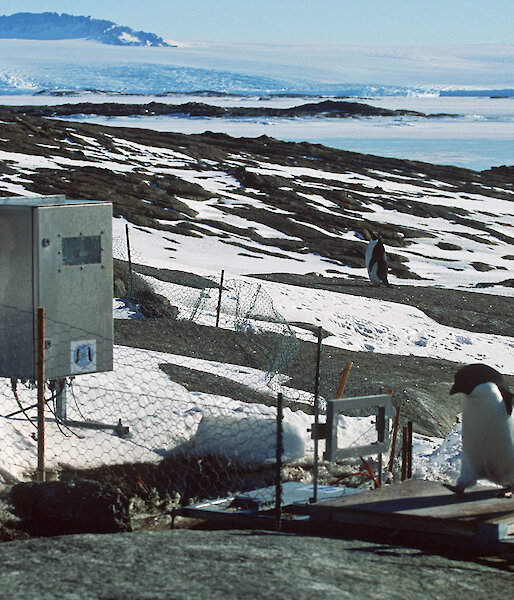 An Adelie penguin crossing an automated monitoring system. Penguin identity, weight and direction are recorded for later downloading.