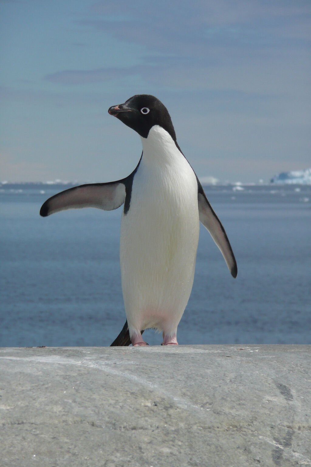 Adelie penguin population dynamics: 18 years in a colony — Australian
