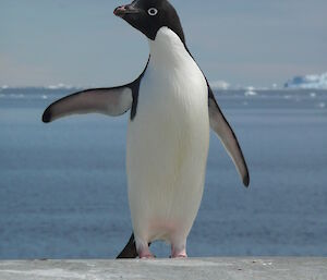 An Adélie penguin standing on a rock