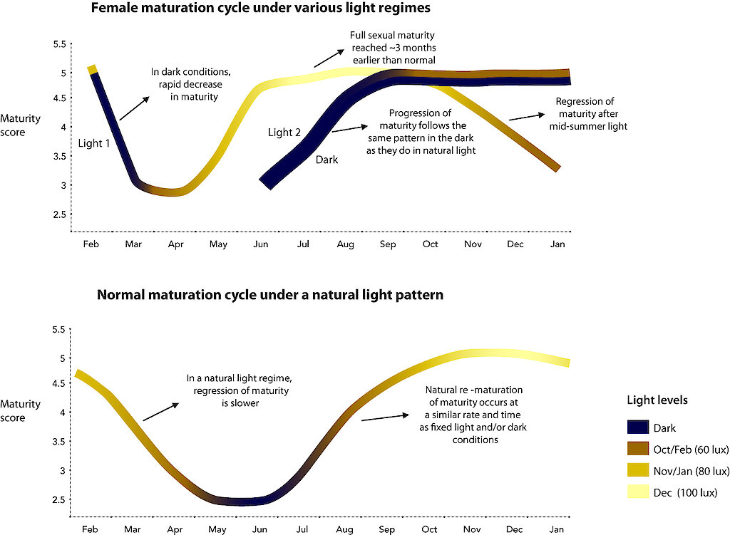 Darkness sheds light on krill reproduction — Australian Antarctic Program