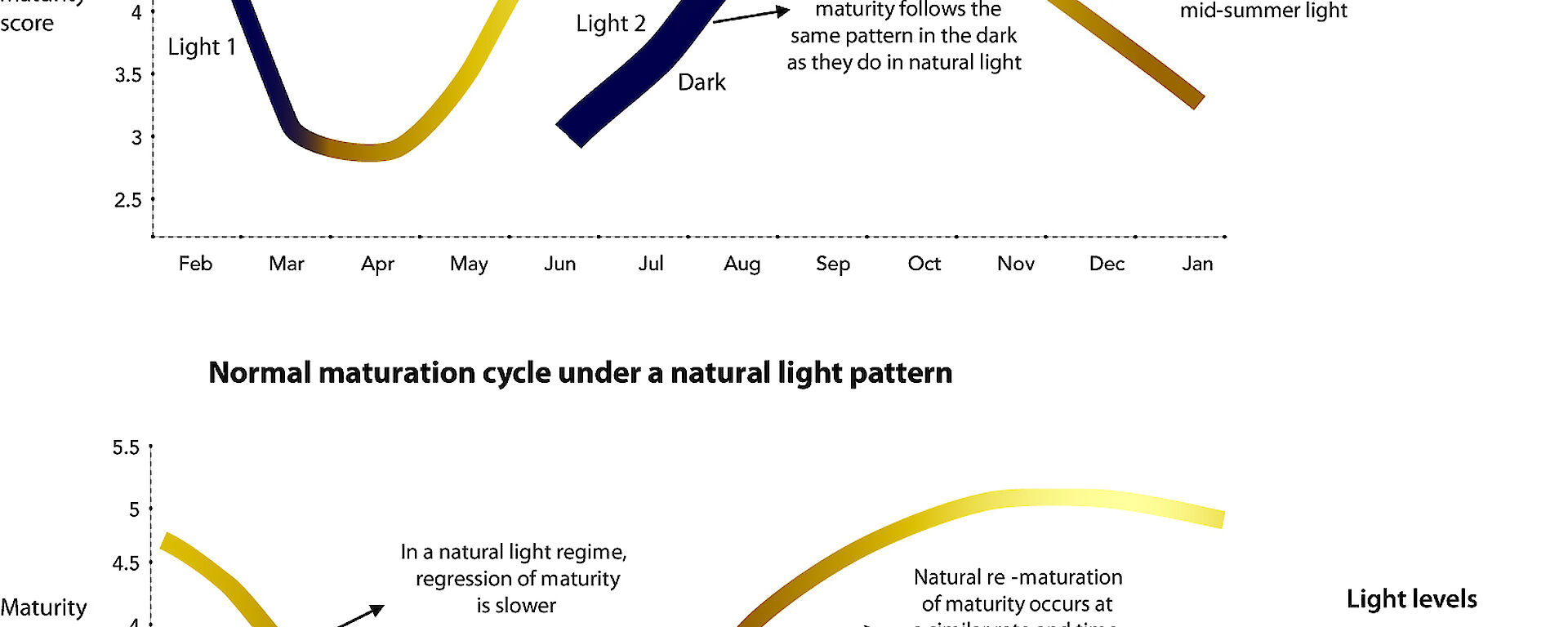 Graphic showing the maturation cycle of krill under three different light treatments (top graph) and the natural cycle of maturation of wild krill (lower graph).