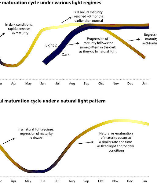 Graphic showing the maturation cycle of krill under three different light treatments (top graph) and the natural cycle of maturation of wild krill (lower graph).