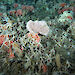 Sea floor creatures including corals and sponges.