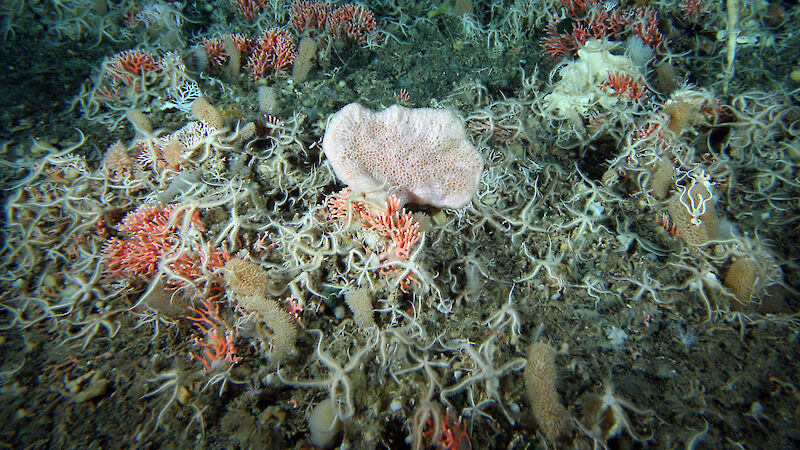 Sea floor creatures including corals and sponges.