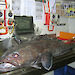 A Patagonian toothfish on the electronic measuring board