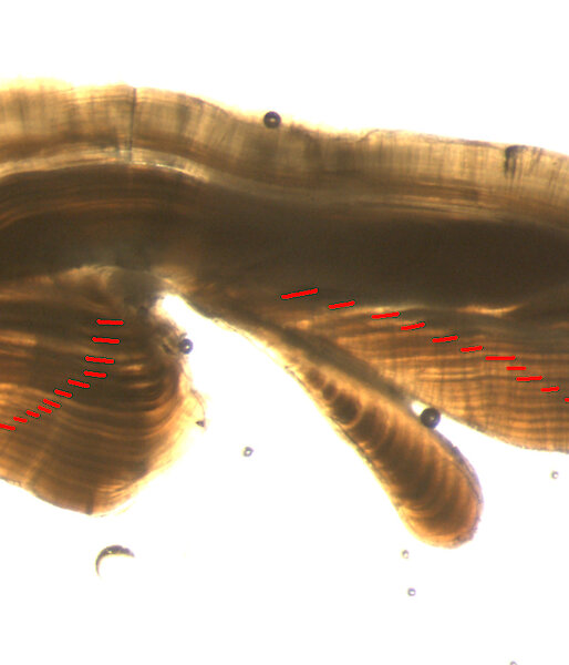 The otolith (ear bone) of a 15 year old toothfish