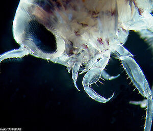 A 10mm long amphipod viewed under a microscope