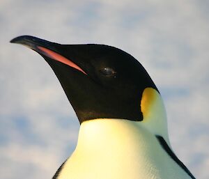 Headshot of Emperor Penguin