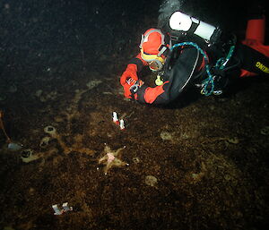 A diver collects sediment cores.