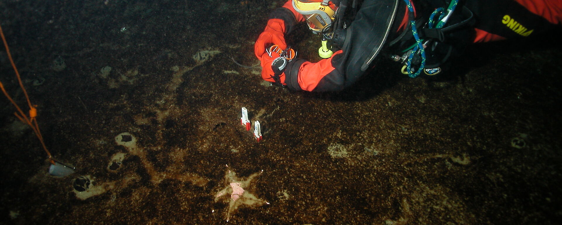 A diver collects sediment cores from the bottom of the ocean