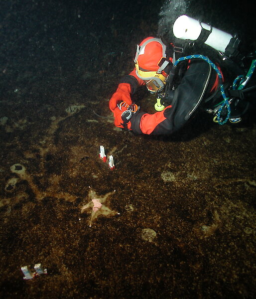 A diver collects sediment cores from the bottom of the ocean