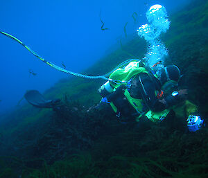 A diver collects algae from the sea bed